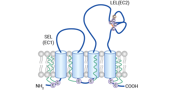 CD81的结构