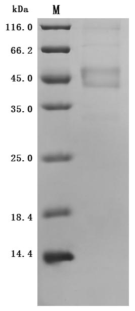 CSB-MP013330HU SDS-PAGE