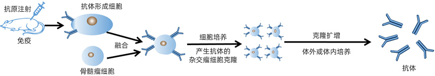 单克隆抗体定制服务流程