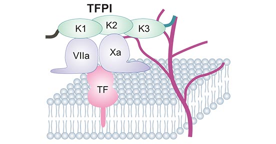 TFPI三个串联的Kunitz结构