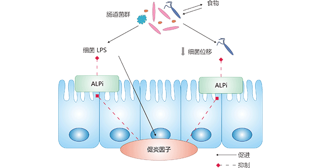 刷状缘ALPi对肠道菌群和LPS诱导的炎症的释放的作用机制