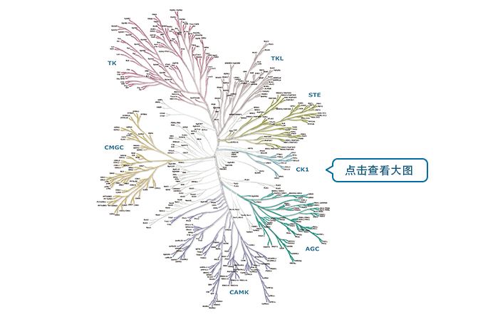 人类蛋白激酶全超家族的系统发育树